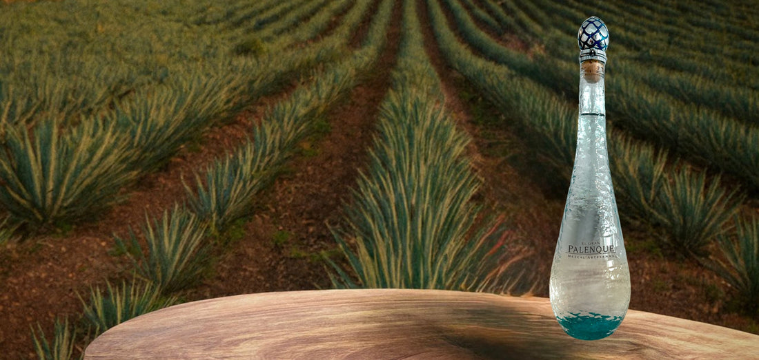 Plant From Which Mezcal Is Distilled: The Agave Species Behind Mezcal